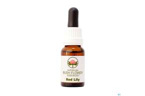 Aub Red Lily, A-Nr.: 2627281 - 01