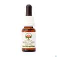 Aub Red Grevillea, A-Nr.: 2627269 - 03