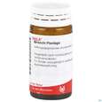 Sie sehen eine Packung Bronchi Plantago Comp Wala Globuli 20g, Produktbild: 06 Bronchi Plantago Comp Wala Globuli 20g, A-Nr.: 2053182 - 06