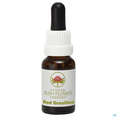 Aub Red Grevillea, A-Nr.: 2627269 - 01