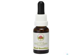 Aub Red Grevillea, A-Nr.: 2627269 - 01