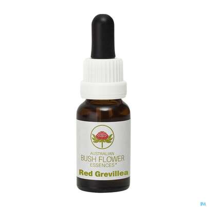 Aub Red Grevillea, A-Nr.: 2627269 - 02