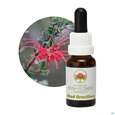 Aub Red Grevillea, A-Nr.: 2627269 - 04