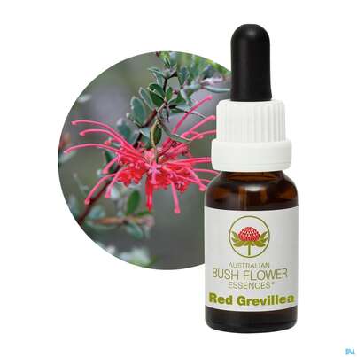 Aub Red Grevillea, A-Nr.: 2627269 - 04