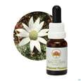 Aub Flannel Flower, A-Nr.: 2627022 - 04