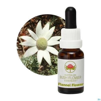 Aub Flannel Flower, A-Nr.: 2627022 - 04