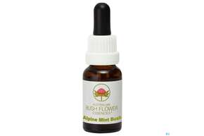 Aub Alpine Mint Bush, A-Nr.: 2626815 - 01
