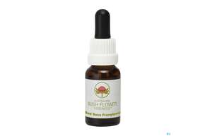 Aub Red Suva Frangipani, A-Nr.: 2627298 - 01