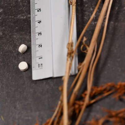 Sie sehen eine Packung Vitamin K2 500 mcg ActivMelt Tabletten KAL, Produktbild: 05 Vitamin K2 500 mcg ActivMelt Tabletten KAL, A-Nr.: 5597451 - 05