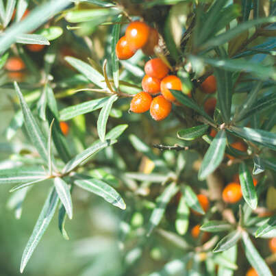 Sie sehen eine Packung RAUSCH STYLING GEL Strong, Produktbild: 02 RAUSCH STYLING GEL Strong, A-Nr.: 4550068 - 02