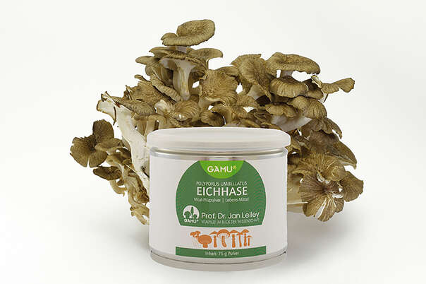 Gamu Eichhase | Polyporus umbellatus Pulver, A-Nr.: 5600288 - 02