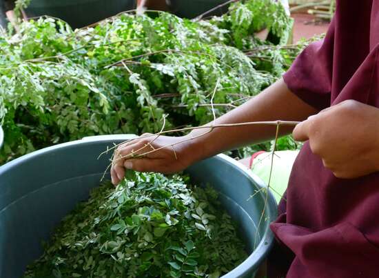 Sie sehen eine Packung Bio Moringa Tee, 100g, für mehr Fitness und Vitalität auch im hohen Alter, Produktbild: 03 Bio Moringa Tee, 100g, für mehr Fitness und Vitalität auch im hohen Alter, A-Nr.: 5229316 - 03