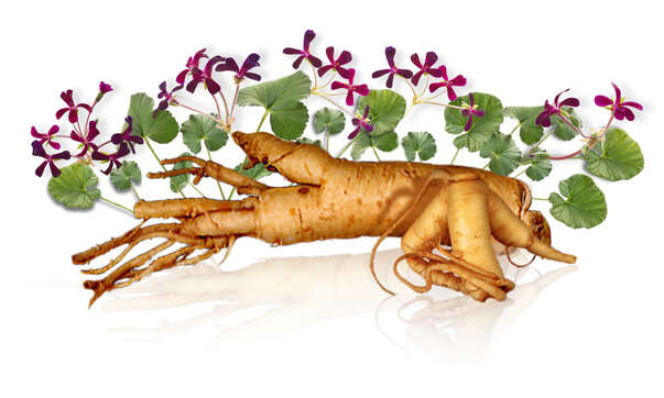 Sie sehen eine Packung Kaloba® Tropfen, Produktbild: 04 Kaloba® Tropfen, A-Nr.: 4958579 - 04