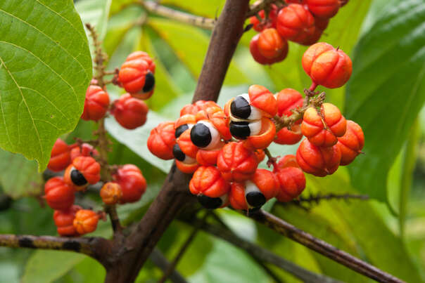 Guarana Pulver, 100g, das Original aus dem Amazonas, 100% natürliches Koffein, A-Nr.: 5229144 - 04