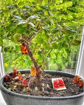 Sie sehen eine Packung BANO FRUCHTSAFTBÄRCHEN KL 150g 45 Stk., Produktbild: 02 BANO FRUCHTSAFTBÄRCHEN KL 150g 45 Stk., A-Nr.: 3475933 - 02