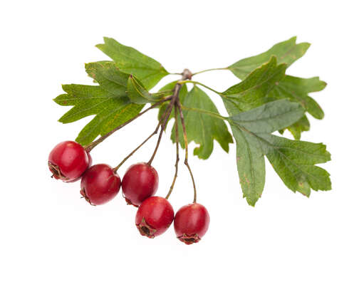 Sie sehen eine Packung Crataegutt® Flüssigkeit zum Einnehmen, Produktbild: 03 Crataegutt® Flüssigkeit zum Einnehmen, A-Nr.: 4210272 - 03