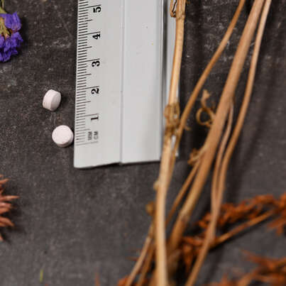 Sie sehen eine Packung Supplementa Chrom Picolinat ActivMelt Sublingualtabletten, Produktbild: 04 Supplementa Chrom Picolinat ActivMelt Sublingualtabletten, A-Nr.: 5396310 - 04